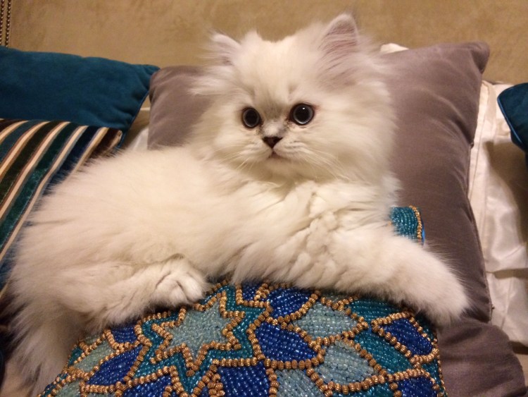 Персидская порода Амира