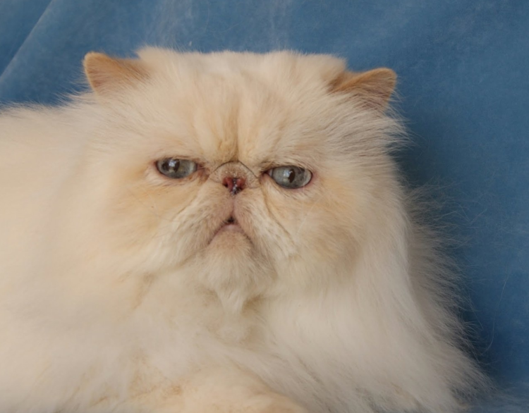 Персидская кошка альбинос