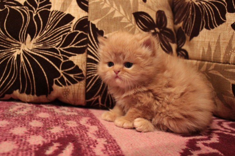 Персидская кошка белая