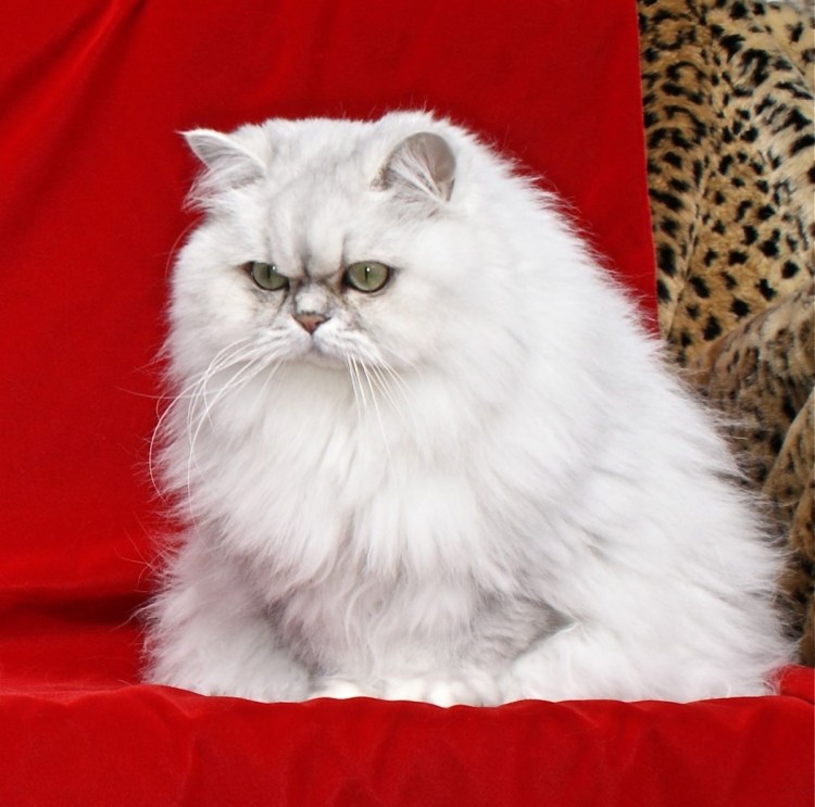 Длинношёрстная Персидская кошка рыжий