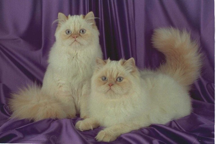 Персидская шиншилла серая