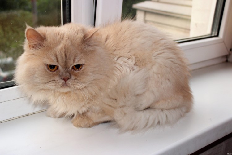 Персидская кошка