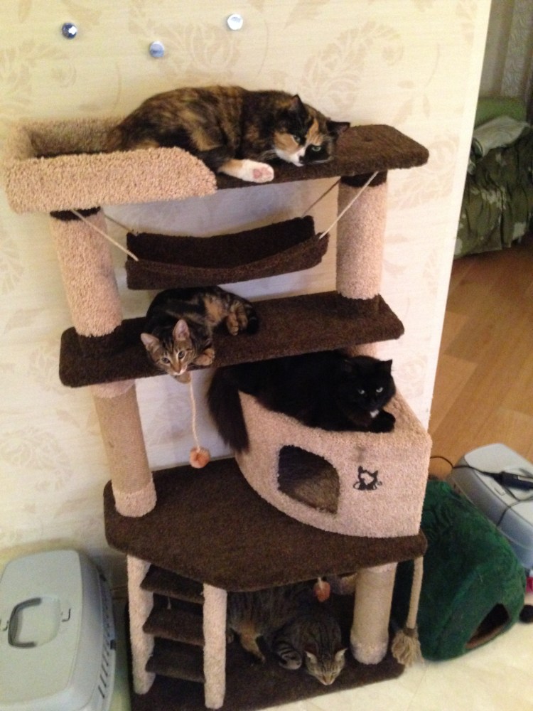 Домик-когтеточка для кошек amt0044gy