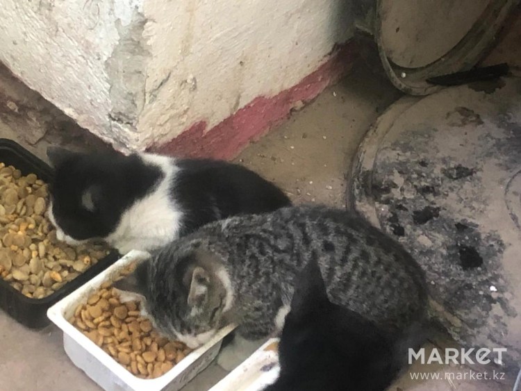 Игровой комплекс tm07 для кошек, 550*550*1200мм