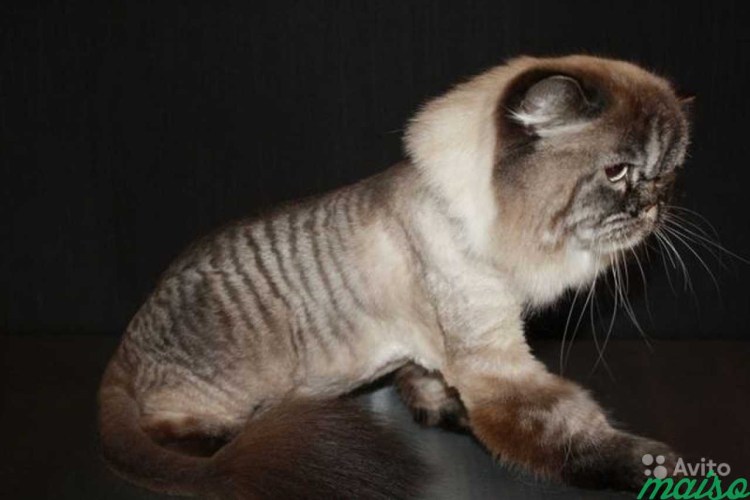 Груминг для шотландских кошек