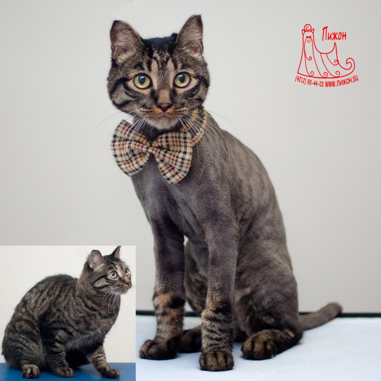 Стрижка сибирских кошек