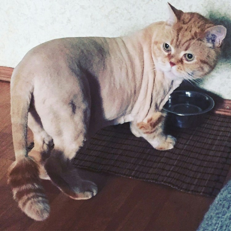 Груминг кошек Москва