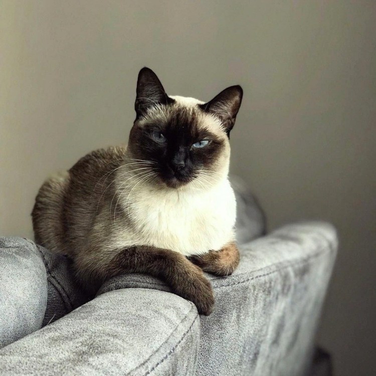 Крутая Сиамская кошка