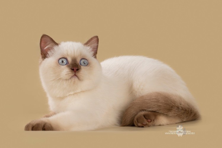 Метис Сиама кот