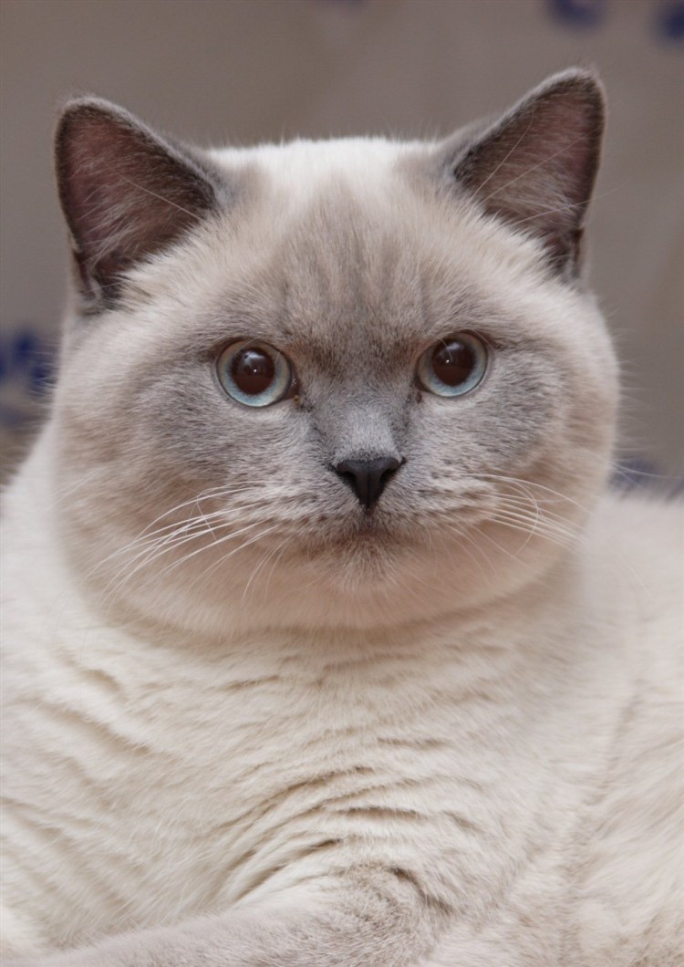 Помесь сиамской кошки