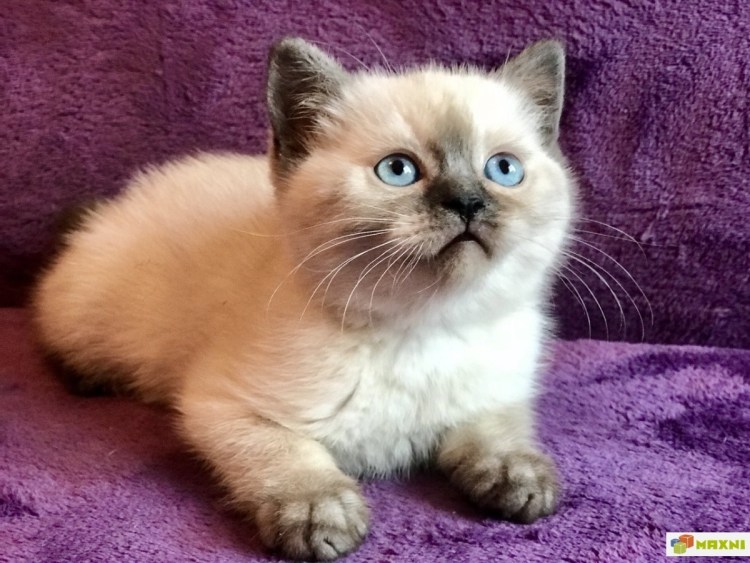 Тайская кошка колор Пойнт