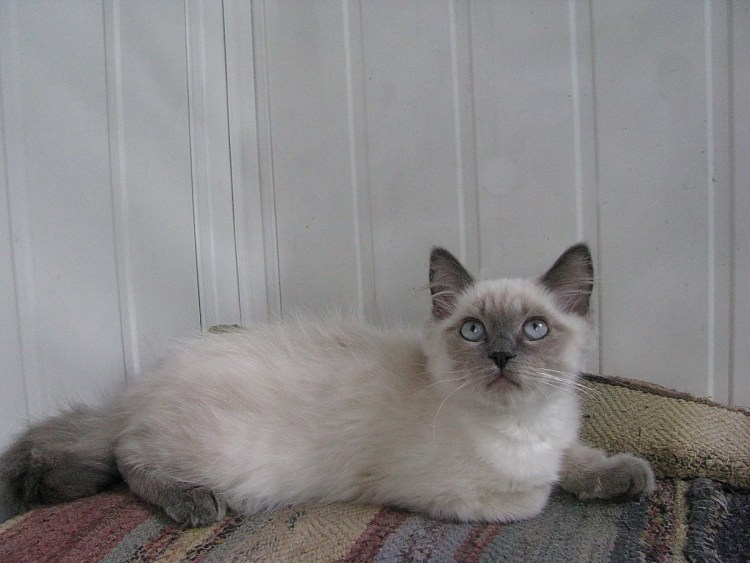 Балинезийская кошка гладкошерстная