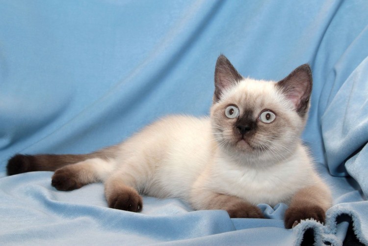 Сиамская Британская кошка