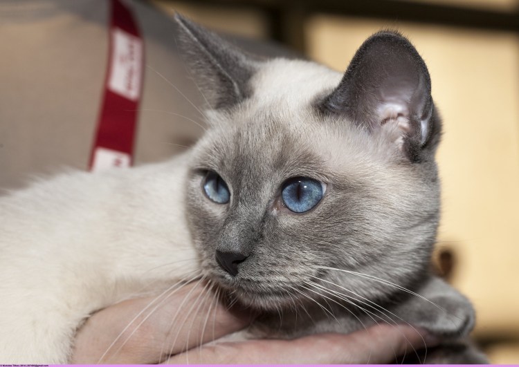 Британская скоттиш страйт Блю поинт