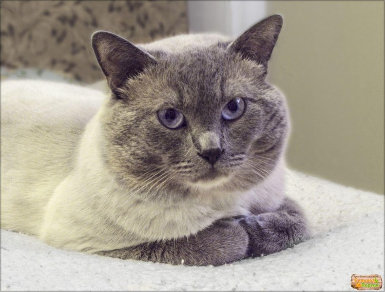 Британский кот Блю Пойнт