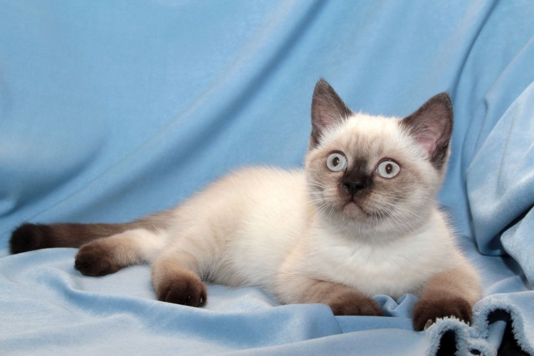 Рисунок колор-Пойнт у кошек