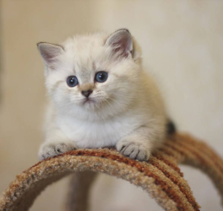 Шиншилла колор Пойнт