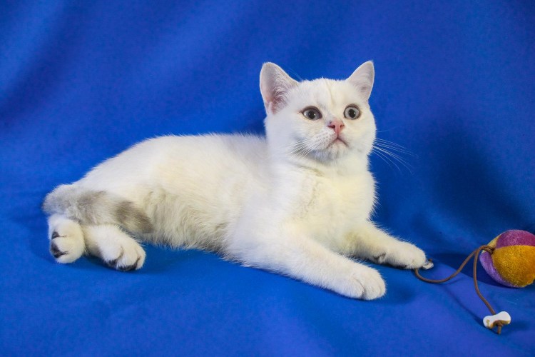 Британские котята колор Пойнт