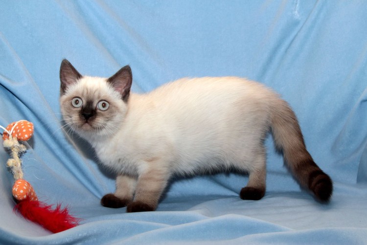 Британец Сильвер поинт