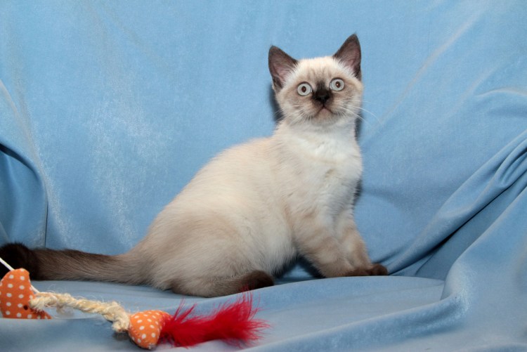 Британец колор Пойнт