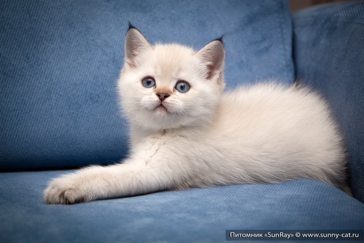 Колор Пойнт короткошерстный