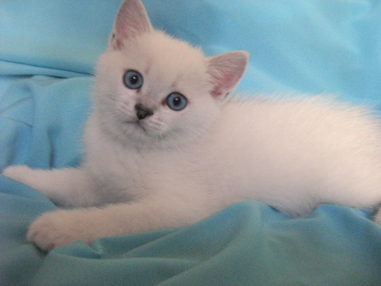 Британская кошка Блю Пойнт