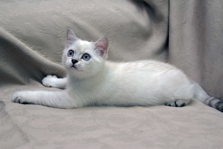 Блю Пойнт британец