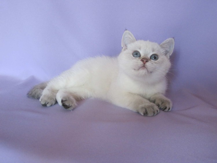 Шотландская кошка Блю Пойнт прямоухая