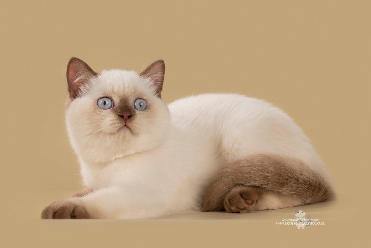 Серебристая шиншилла колор Пойнт