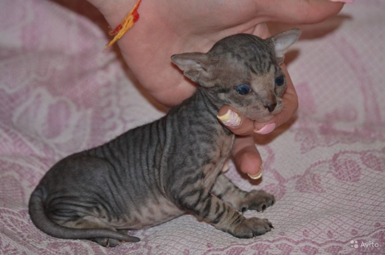 Донской сфинкс флоковый