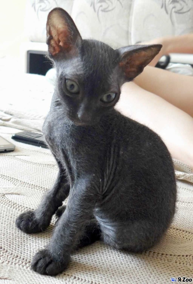 Донской сфинкс велюр