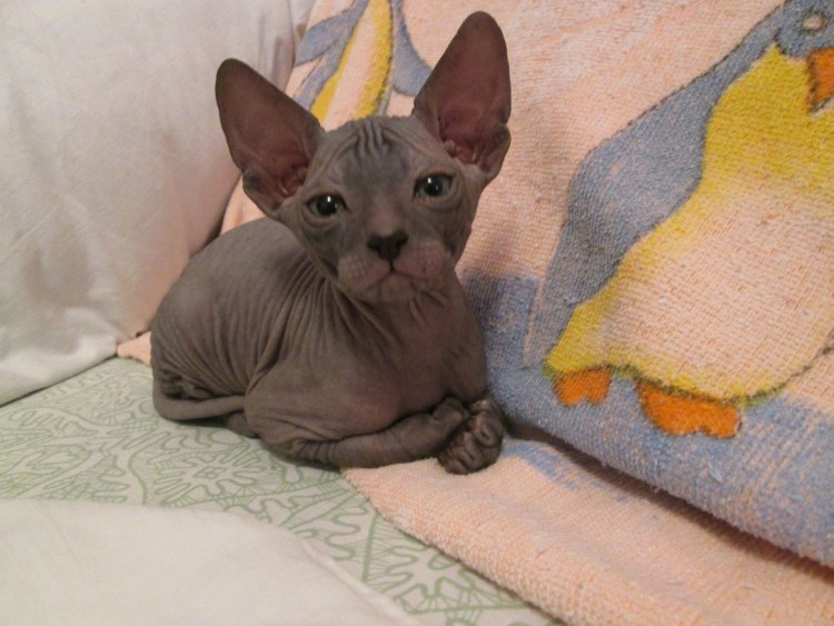 Донской сфинкс велюр