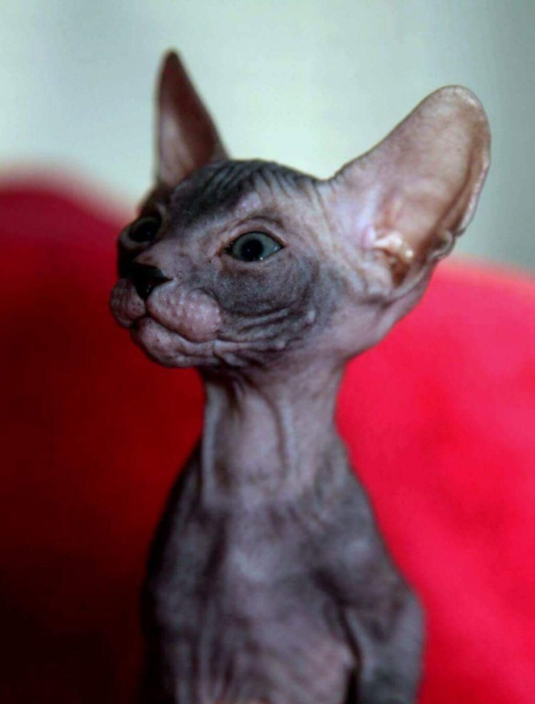 Линяет ли сфинкс велюр