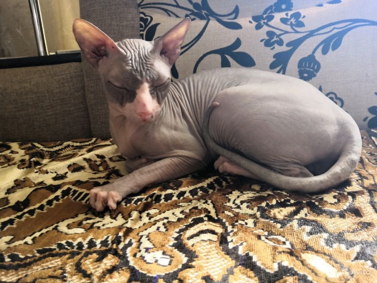 Порода кошек Донской сфинкс браш