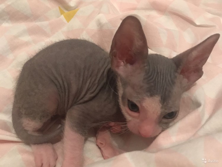 Сфинкс канадский велюровый