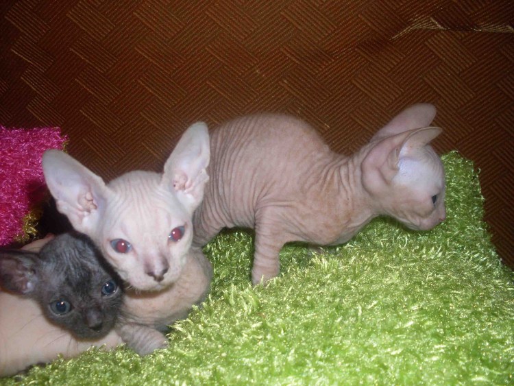 Донской сфинкс велюровый черный