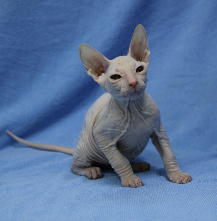 Донской сфинкс велюр полосатый