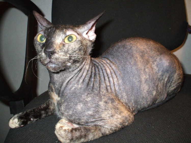 Донской сфинкс прямошерстный