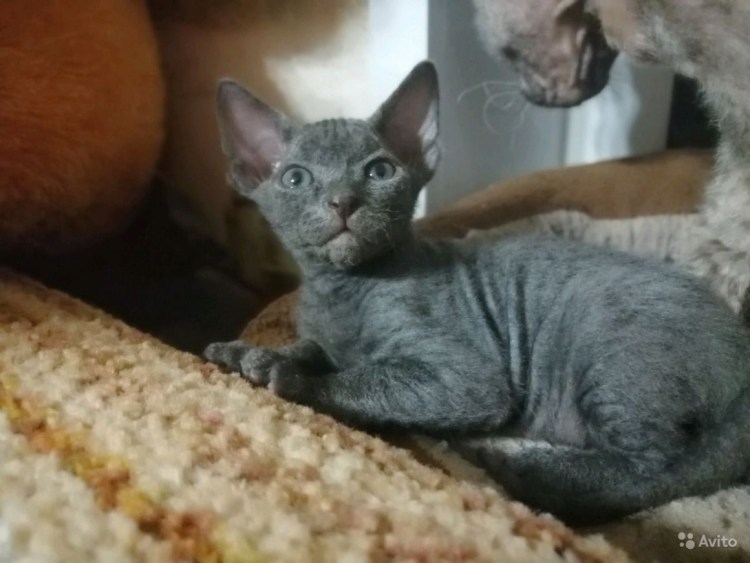 Донской сфинкс браш велюр