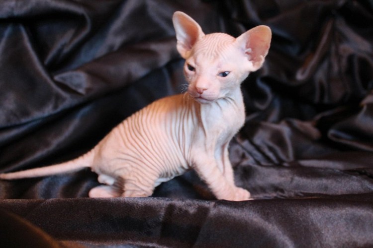 Донской сфинкс велюр