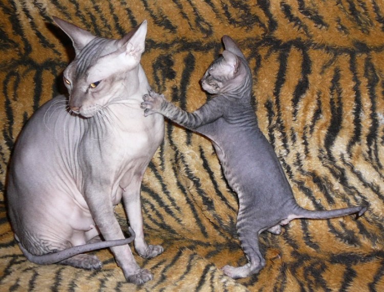 Канадский сфинкс браш велюр