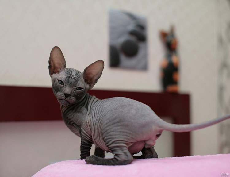 Сфинкс канадский велюровый