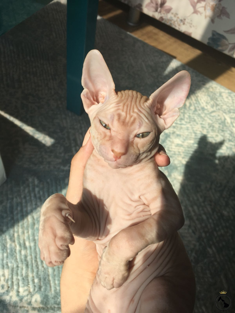 Сфинкс Донской велюровый мальчик