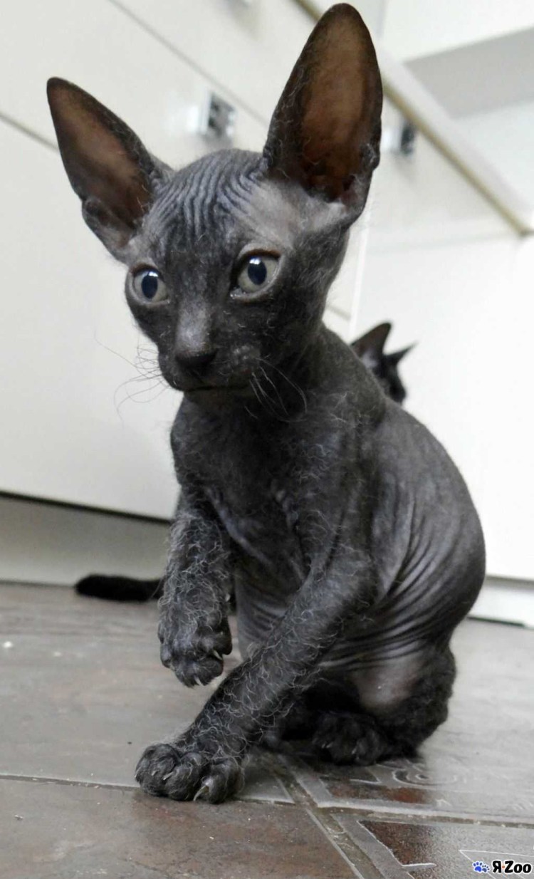 Донской сфинкс велюровый