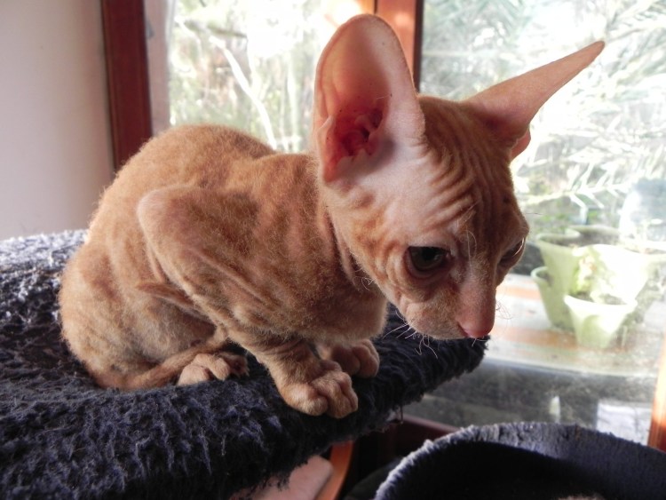 Донской сфинкс велюровый черный