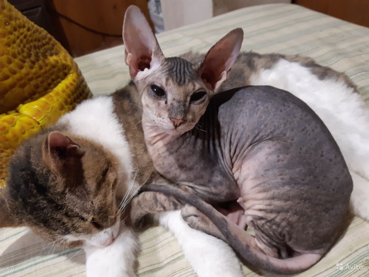 Донской сфинкс браш