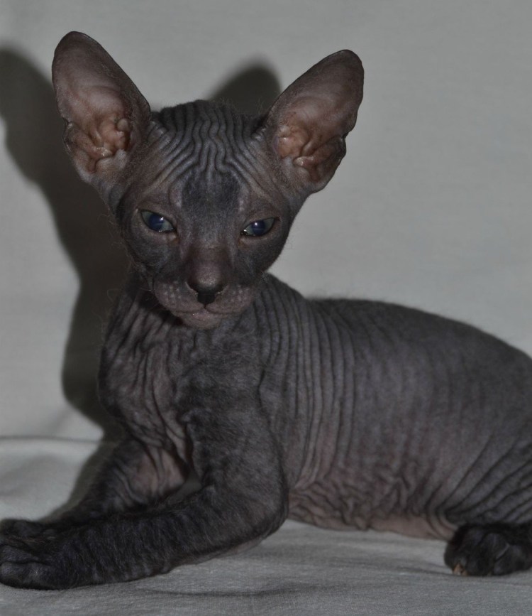 Велюровый кот