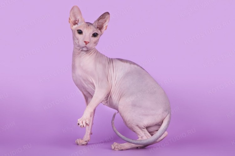 Велюровый сфинкс