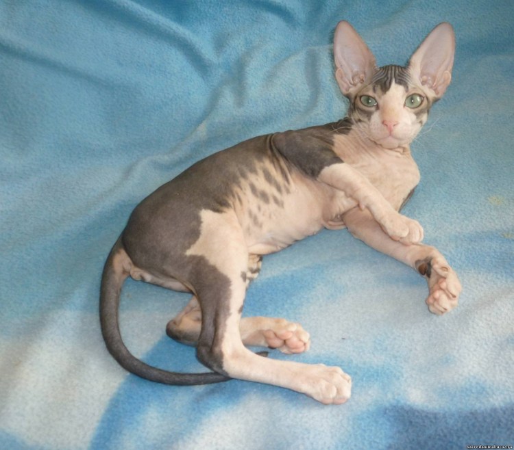 Варвара сфинкс