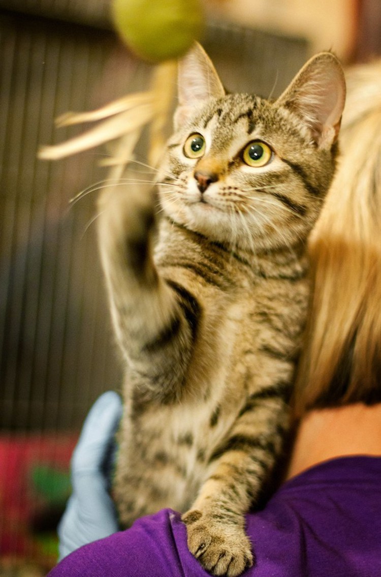 Пушистый котик